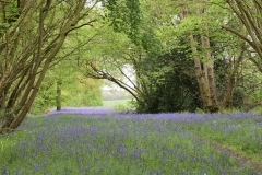 AL0123_Bluebells-at-Foxley-Wood