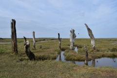 N12 Sea trees, Thornham