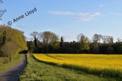 N06 Spring fields near Little Cressingham