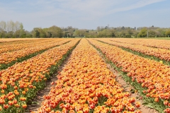 N10 Norfolk Tulip Fields