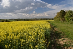 N11 Yellow fields, Houghton-on-the-Hill