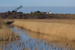 S02 Minsmere-reedbeds-Suffolk