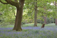 Bluebells, Lynford Arboretum, Spring 2022