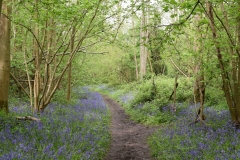 Bluebell path at Foxley Wood