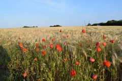 Poppies edging a barley field, North Pickenham