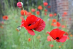 Poppies in focus