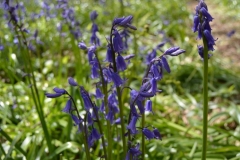 Bluebells at Wayland Wood