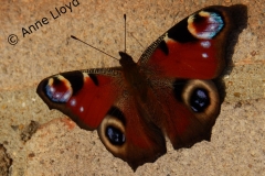 Peacock butterfly