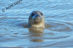 Hello everyone! Young common seal