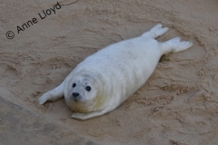 Seal appeal - grey seal pup