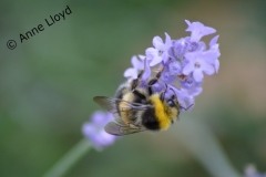 Bee on lavender