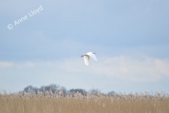 Egret over the reedbeds