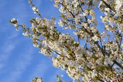 Blackthorn Blossom in April