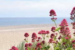 Red Valerian, Pakefield Beach