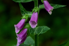 Foxgloves at Sculthorpe Moor