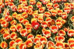 Odd one out - Norfolk tulips