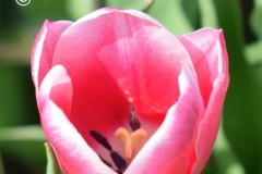 One perfect tulip