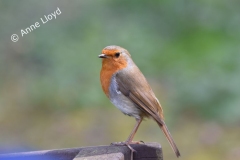 Robin at Titchwell