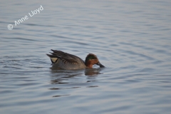 Dabbling Teal drake