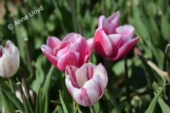 Trio of pink tulips