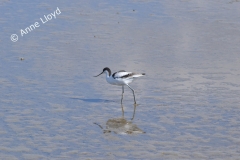 Reflected Avocet