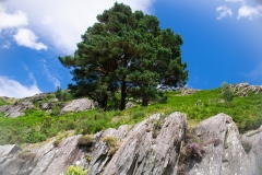 Mountain trees